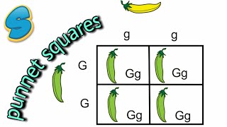 AQA GENETICS  ALL IN ONE  A LEVEL BIOLOGY [upl. by Neve]