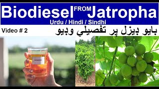 Detail Biodiesel Production from The Jatropha Curcas Plant Sindh Pakistan URDU biofuel biodiesel [upl. by Admama467]