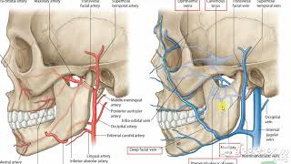 Pterygoid venous pluxes [upl. by Gould]