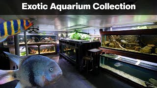 I Tried Keeping Every Type Of Aquarium Fish Room Tour [upl. by Sale]