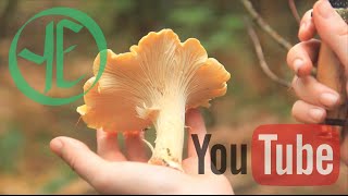 Chanterelle Chanterelle Chanterelle and Other Mushrooms [upl. by Woodhouse]