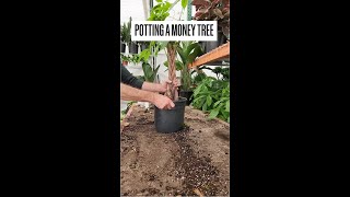 How to Repot a Braided Money Tree [upl. by Cila]