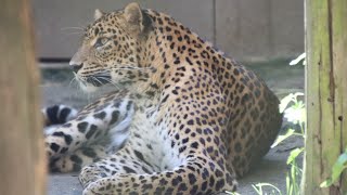 Sri Lankaanse Panter  Sri Lankan Leopard  Best Zoo 2024 [upl. by Burwell]