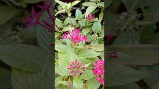 Pentas lanceolata❤️💕 youtube love youtubeshorts garden flowergarden nature ✨💫💖 [upl. by Arakaj]