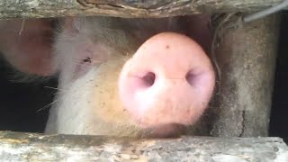 Awesome PIGS Squealing Pig Grunting Sounds Relaxing White Noise [upl. by Windham541]