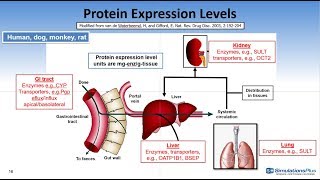 Enzyme and Transporter Expression Levels in GastroPlus™ 96 [upl. by Anilyx714]