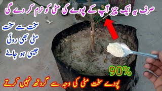 Home made fully organic fertilizer for plant soil  Matti ko narm krne wala fertilizer [upl. by Denbrook109]