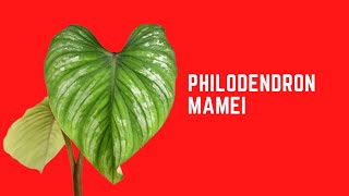 PHILODENDRON MAMEI  CARE TIPS [upl. by Savill]