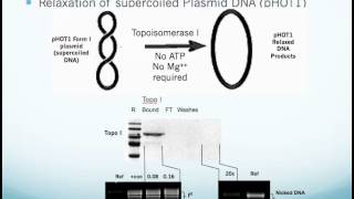 Human Topoisomerase I Assay Kit Application and Use [upl. by Roman]