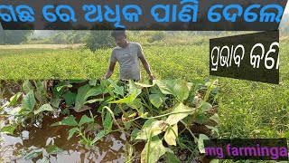 gachare adhika pani dele prabhaba kana pade ଗଛରେ ଅଧିକ ପାଣିଦେଲେ କଣ ପ୍ରଭାବ ପଡ଼େ🤔🤔🤔🙏 [upl. by Reldnahc]