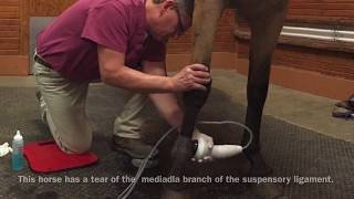 A MidRivers Minute Equine Shock Wave Therapy [upl. by Adnilym]