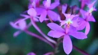 ALL ABOUT THE EPIDENDRUM ORCHIDS [upl. by Macrae363]