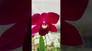 riseandshine orchid nursery largescale cultivation businessideas beautifulflowersintheworld [upl. by Annaed]