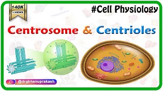 Centrosome and centrioles  USMLE Cell physiology Animations [upl. by Parshall]