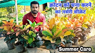 Croton plant Care Tips ।। क्रोटन घर आने के बाद क्यों मरता है why Croton leaves Fall [upl. by Clements]