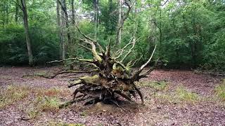 Mare asséchée des Charbonniers  Forêt de Fontainebleau  Parcelle 805  Été [upl. by Burrell]