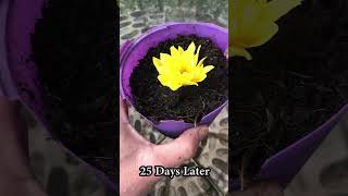 How to grow chrysanthemums properly and quickly [upl. by Lika]