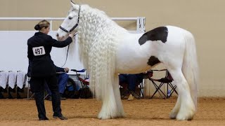 25 Most Beautiful Horses on Planet Earth [upl. by Calle]