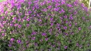 Polygala Petite Butterflys  Dwarf Sweat Pea Shrub [upl. by Pliam]