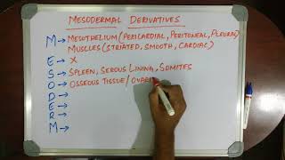 MEDICAL MNEMONIC POCKET MESODERMAL DERIVATIVES [upl. by Evey]