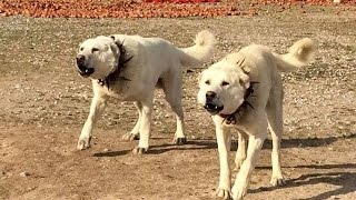 2 DEV ANADOLU ASLANI  2 GIANTS ANATOLIAN LIONS [upl. by Dacey]