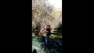 raccolta olive con scuotitore cifarelli [upl. by Ternan]