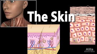 Anatomy and Physiology of the Skin Animation [upl. by Schapira196]