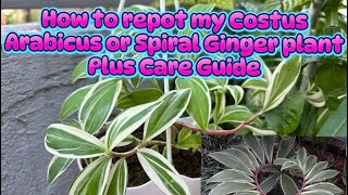 How to repot my Costus Arabicus plus care guide and propagation [upl. by Kolk]