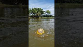 Catching big catfish by plastic bottle hook trap in deep pond bottlehooktrapfishing fishtrap [upl. by Angele850]