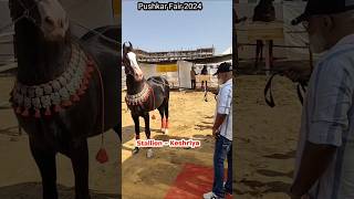 Kesariya ghoda stallion in puskar horse minishorts shorts horselover short shortshorts india [upl. by Aitat264]