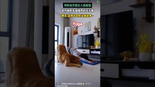 狗练瑜伽yoga dog doglover dogs pets petsofinstagram petsvlog interesting unbelievable funny [upl. by Colyer]