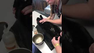 Cystocentisis draining a bladder on a blocked cat with ultrasound Check out this urine [upl. by Rolat]