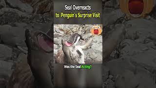 Seal Overreacts to Penguins Surprise Visit [upl. by Lodge]