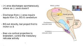 PHYSIOLOGY OF POSTURE REGULATION IN DECEREBRATE PREPARATION [upl. by Brook]