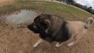 Enormous Caucasian Ovcharka At Houston Premier Dog Park  Tsavo [upl. by Fuhrman]