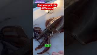 Humanely killing a squid with two chops humour memevideo fishingvideo animalrights [upl. by Gershon]