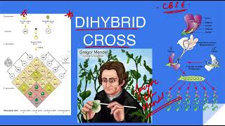 Heredity 4 Dihybrid Cross viralvideo class10science heredityandevolutionclass10 [upl. by Barthol]