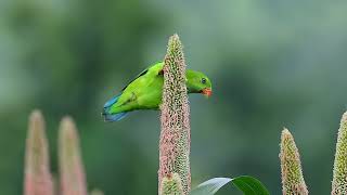 Vernal hanging parrot from Sassed Maharastra [upl. by Khalid]