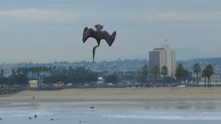 Pelican Power Diving for Fish [upl. by Cogswell354]