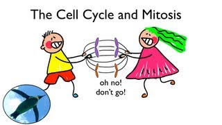 Cell Cycle and Mitosis [upl. by Eemla]