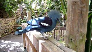 Blue crowned pigeon not Victoria Crowned pigeon making amazing sound [upl. by Annai]