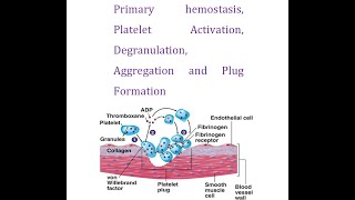 Primary Hemostasis Part 3 Platelets Activation Degranulation Aggregation and Plug Formation [upl. by Phillida]