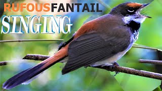 Rufous Fantail Call Bird Song Sound Noises [upl. by Any918]