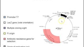 Plasmid vectors [upl. by Gisella698]