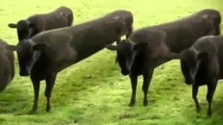 cow dance in nepali song [upl. by Aroon]