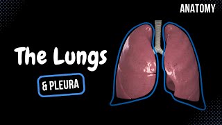 Lungs Function Parts Pleura amp Recesses  Anatomy [upl. by Onurb331]