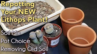 Repotting Lithops  Repotting your New or First Lithops Plant  November 2020 [upl. by Gustafson]