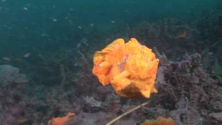 Crazy Animal Attack  Giant frogfish bites off more than it can chew HD [upl. by Roderick]