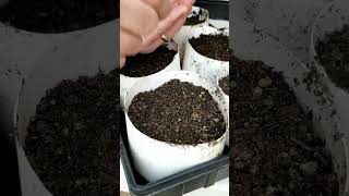 How to Grow Onions from Seeds [upl. by Auhs]