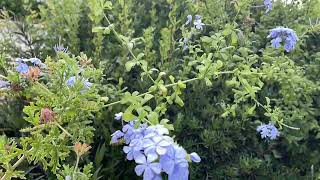 Plumbago auriculata [upl. by Landes]